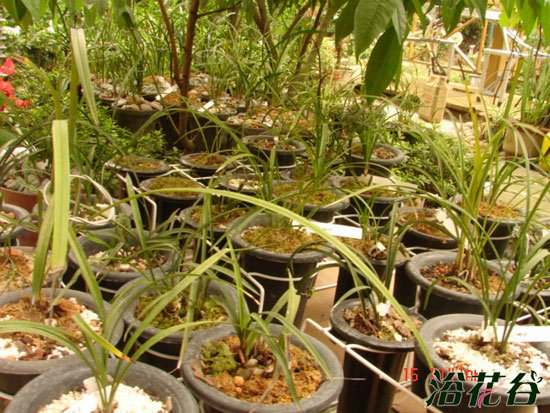 <a href='https://www.861230.com/guanhuazhiwu/6593.html' target='_blank'><u>兰花</u></a>施肥、浇水的关键时期