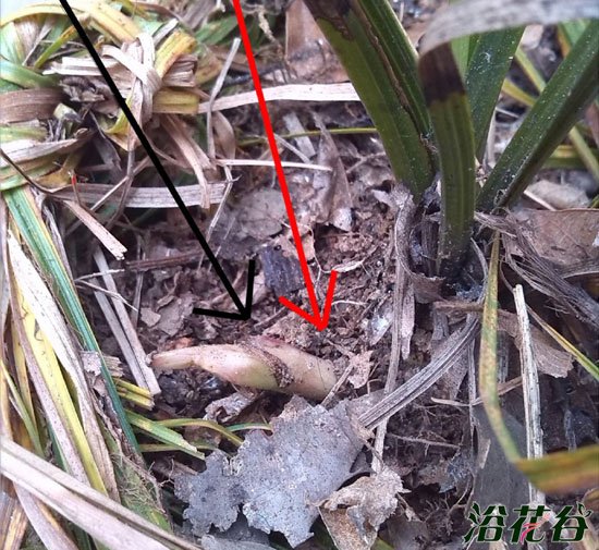 <a href='https://www.861230.com/guanhuazhiwu/6700.html' target='_blank'><u>蕙兰</u></a>如何养(心得)