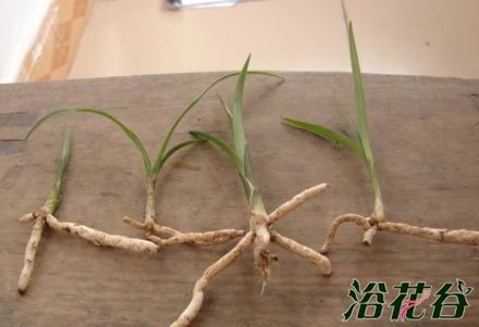 <a href='https://www.861230.com/guanhuazhiwu/6593.html' target='_blank'><u>兰花</u></a>幼苗的养护方法(图)