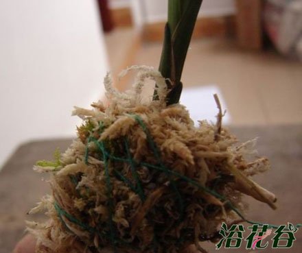 <a href='https://www.861230.com/guanhuazhiwu/6593.html' target='_blank'><u>兰花</u></a>幼苗的养护方法(图)