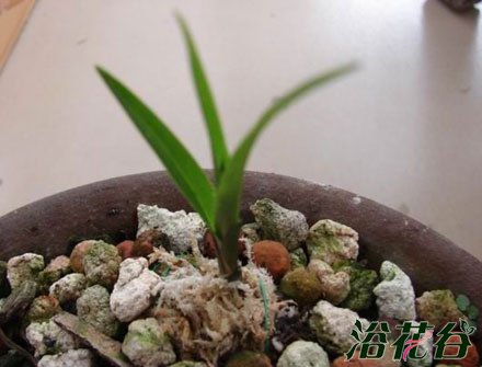 <a href='https://www.861230.com/guanhuazhiwu/6593.html' target='_blank'><u>兰花</u></a>幼苗的养护方法(图)