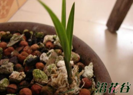 <a href='https://www.861230.com/guanhuazhiwu/6593.html' target='_blank'><u>兰花</u></a>幼苗的养护方法(图)