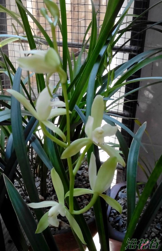 <a href='https://www.861230.com/guanhuazhiwu/6593.html' target='_blank'><u>兰花</u></a>香味有毒吗