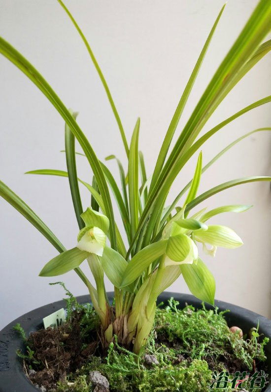 <a href='https://www.861230.com/guanhuazhiwu/6593.html' target='_blank'><u>兰花</u></a>怎么浇水