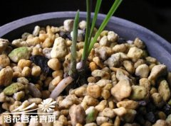 国香居：捂芽的植料转换