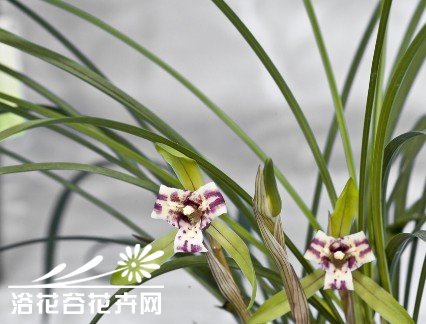 施肥，养兰的一把双刃剑