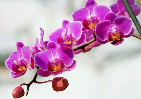 <a href='https://www.861230.com/guanhuazhiwu/6598.html' target='_blank'><u>蝴蝶兰</u></a>养护的五个注意