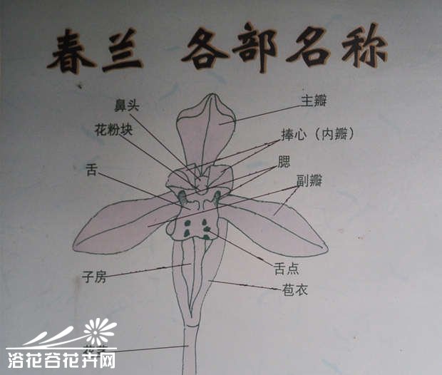 春<a href='https://www.861230.com/guanhuazhiwu/6593.html' target='_blank'><u>兰花</u></a>色、花瓣、叶色识别图