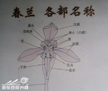 春兰花色、花瓣、叶色识别图