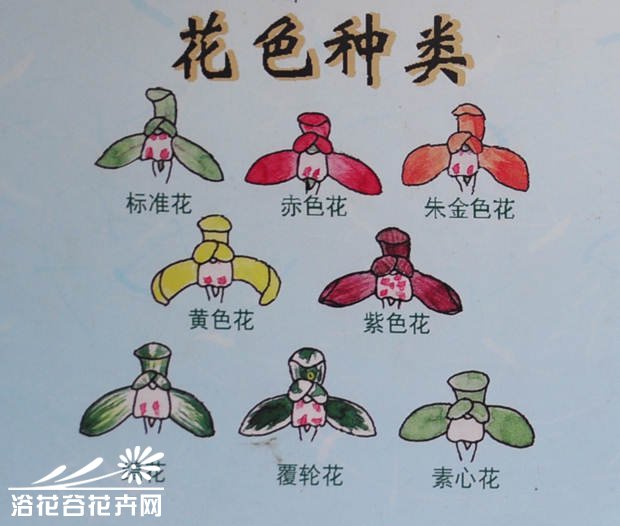 春<a href='https://www.861230.com/guanhuazhiwu/6593.html' target='_blank'><u>兰花</u></a>色、花瓣、叶色识别图