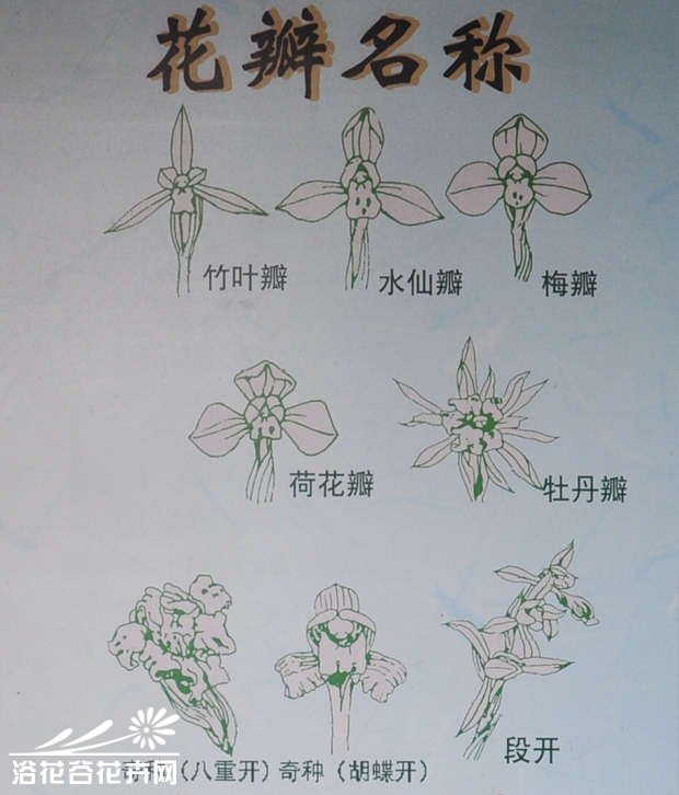 春<a href='https://www.861230.com/guanhuazhiwu/6593.html' target='_blank'><u>兰花</u></a>色、花瓣、叶色识别图