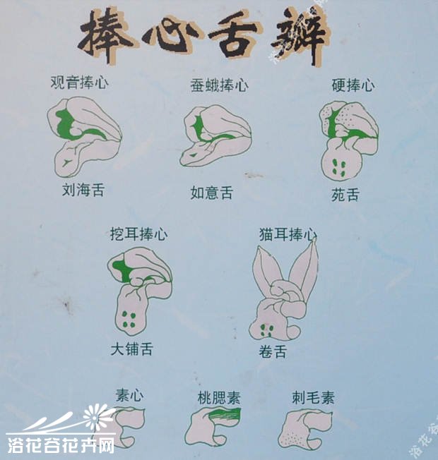 春<a href='https://www.861230.com/guanhuazhiwu/6593.html' target='_blank'><u>兰花</u></a>色、花瓣、叶色识别图