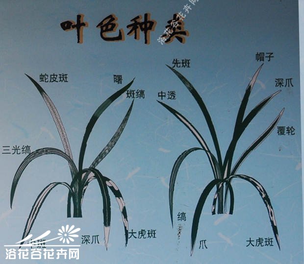 春<a href='https://www.861230.com/guanhuazhiwu/6593.html' target='_blank'><u>兰花</u></a>色、花瓣、叶色识别图
