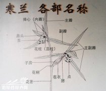 寒兰叶艺、叶型、花型识别图