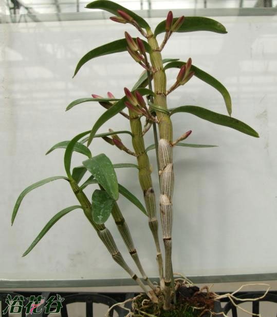 铁皮<a href='https://www.861230.com/guanhuazhiwu/7510.html' target='_blank'><u>石斛</u></a>盆栽种植方法（适于长江以南空气湿润地区）