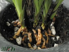 兰花植料之软植料的优缺点