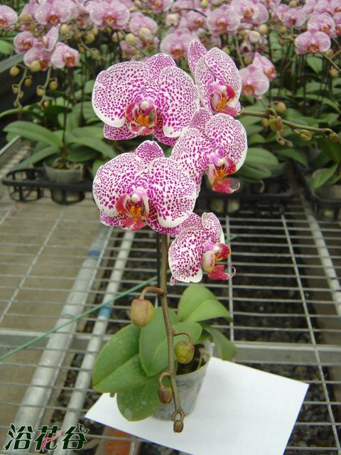 <a href='https://www.861230.com/guanhuazhiwu/6598.html' target='_blank'><u>蝴蝶兰</u></a>用什么肥，花友总结