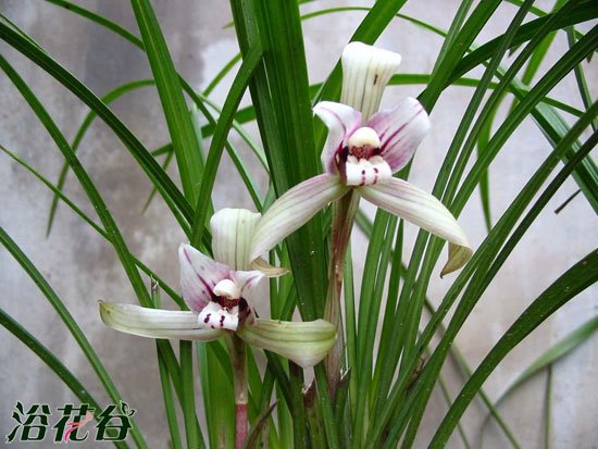 <a href='https://www.861230.com/guanhuazhiwu/6593.html' target='_blank'><u>兰花</u></a>为什么不开花