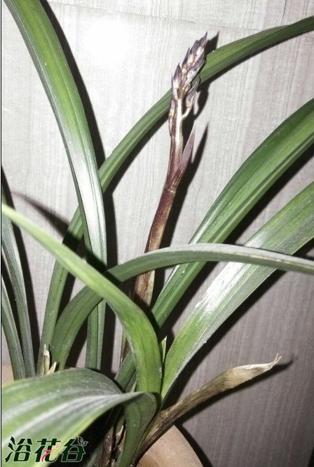 <a href='https://www.861230.com/guanhuazhiwu/6593.html' target='_blank'><u>兰花</u></a>花期不适合施肥