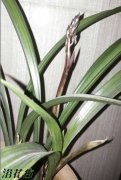 兰花花期不适合施肥