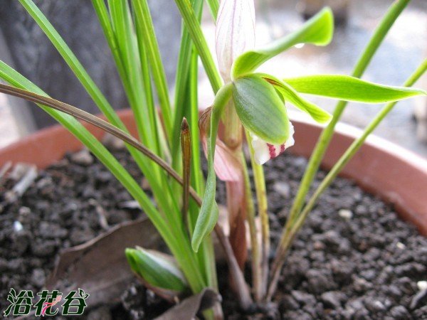 怎样给<a href='https://www.861230.com/guanhuazhiwu/6593.html' target='_blank'><u>兰花</u></a>浇水