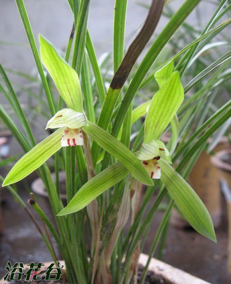 <a href='https://www.861230.com/guanhuazhiwu/6593.html' target='_blank'><u>兰花</u></a>不开花怎么办