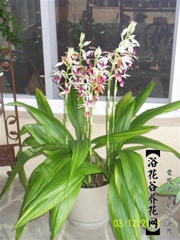 鹤顶兰养殖方法