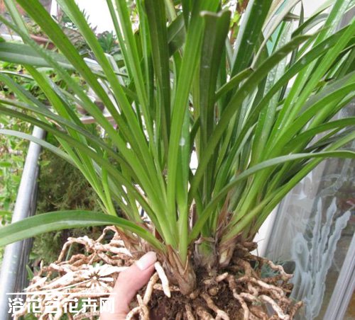 新挖回来的<a href='https://www.861230.com/guanhuazhiwu/6593.html' target='_blank'><u>兰花</u></a>怎么种?