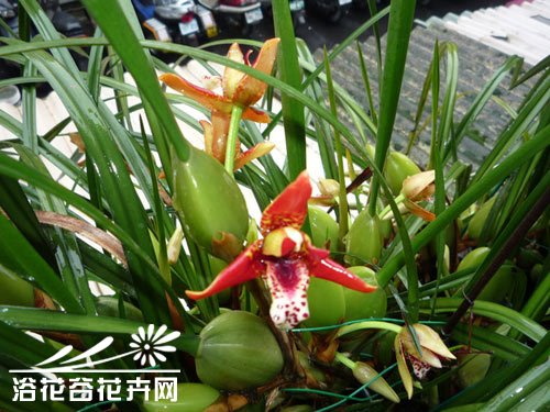腋唇兰的养殖方法经验谈