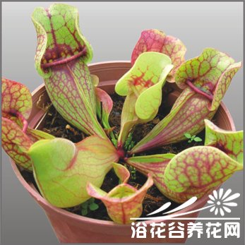 瓶子草