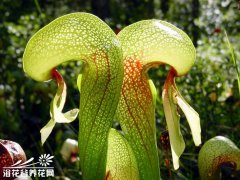 眼镜蛇瓶子草的栽培要点