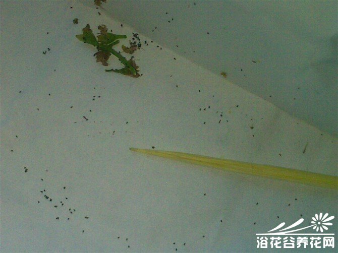 茅膏菜种子
