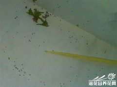 茅膏菜的播种方法