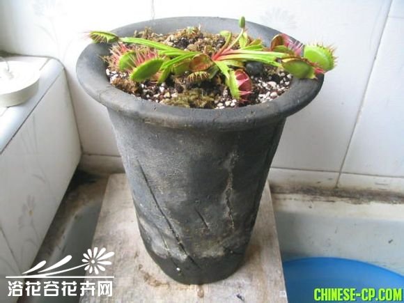 捕蝇草怎么养?捕蝇草种植三大秘籍