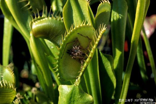 食虫植物吃虫、喂食与施肥