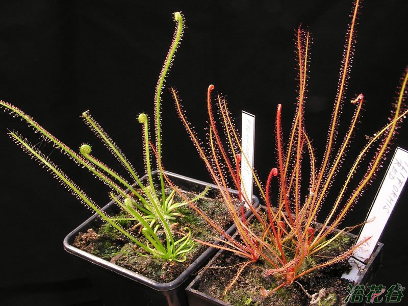 丝叶茅膏菜Drosera filiformis var.tracyi