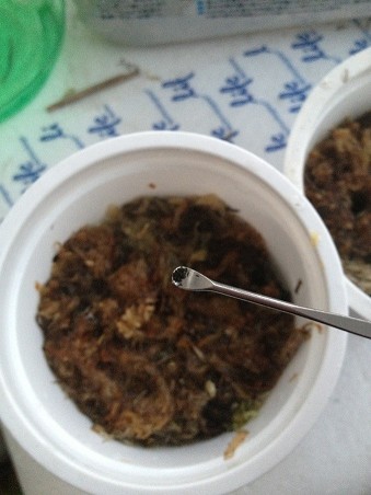 好望角茅膏菜播种方法