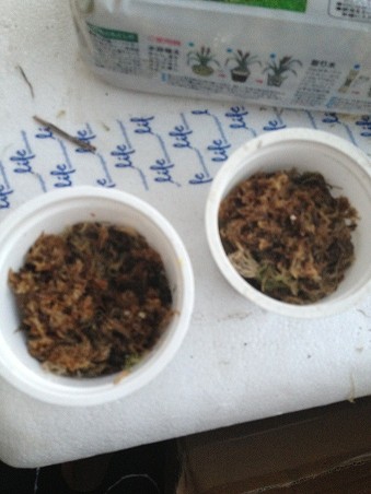 好望角茅膏菜播种方法