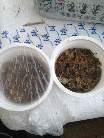 好望角茅膏菜播种方法
