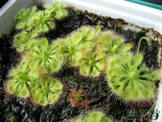 茅膏菜繁殖(叶插、播种)