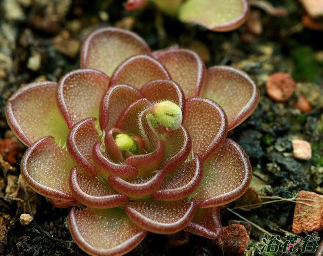 网纹捕虫堇Pinguicula reticulata