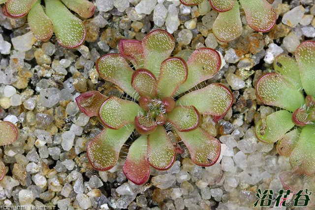 网纹捕虫堇Pinguicula reticulata