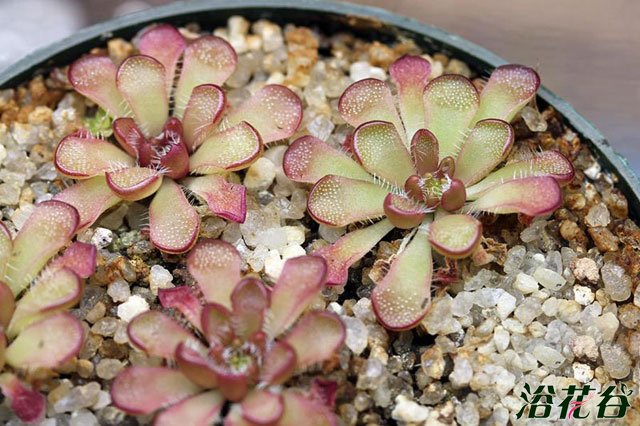 网纹捕虫堇Pinguicula reticulata