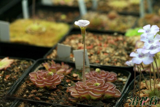 网纹捕虫堇Pinguicula reticulata