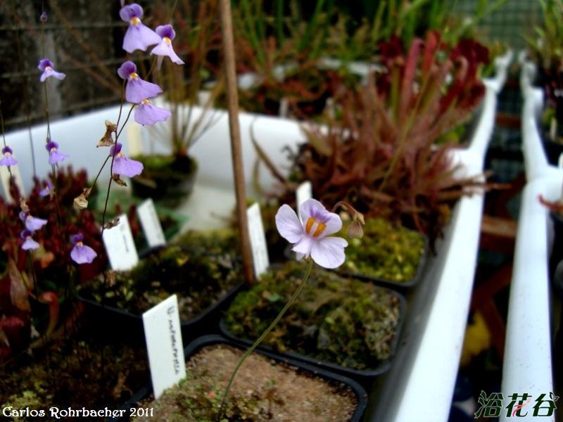 海妖女狸藻Utricularia parthenopipes