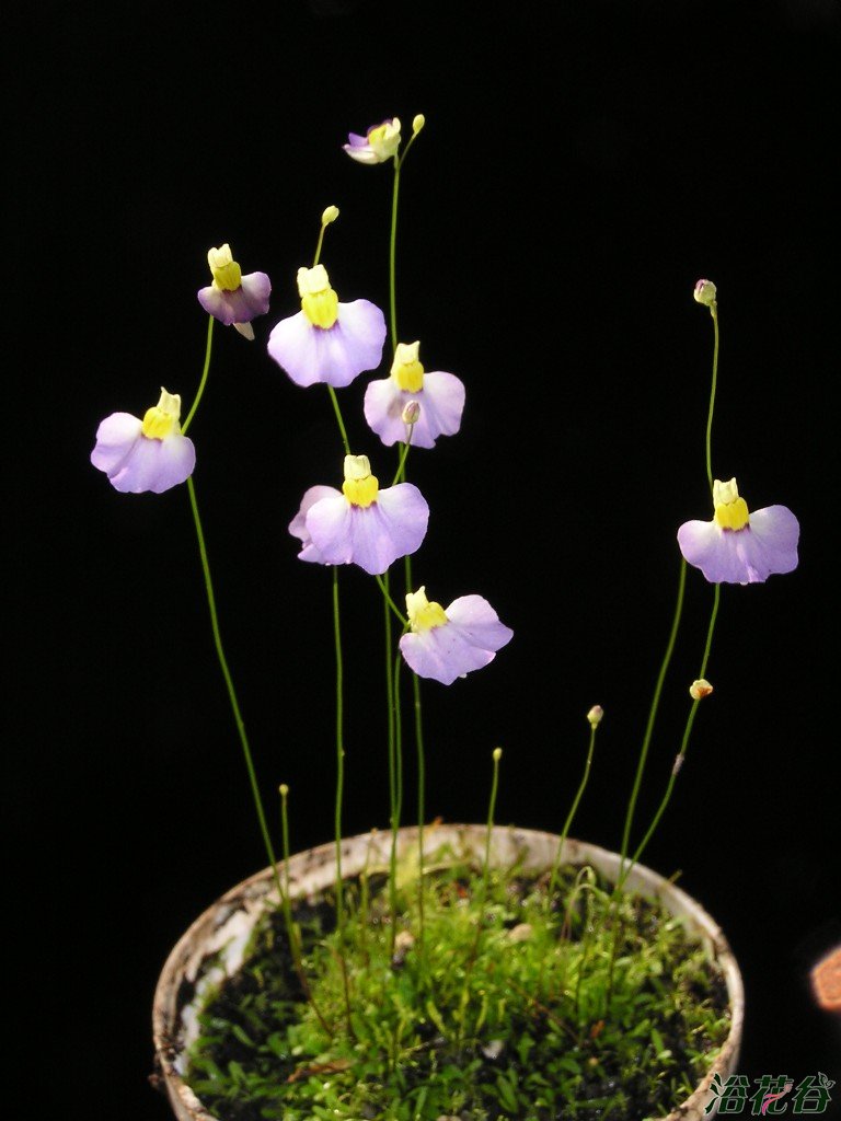 海妖女狸藻Utricularia parthenopipes