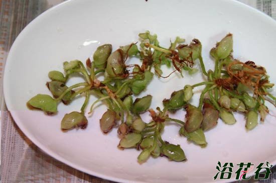 土瓶草繁殖——分株