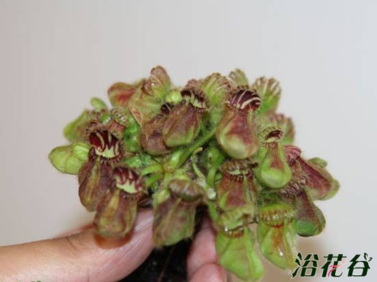 土瓶草繁殖——分株
