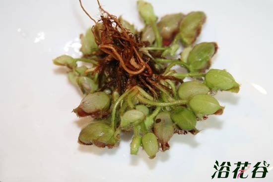 土瓶草繁殖——分株