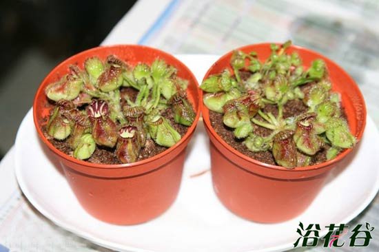 土瓶草繁殖——分株